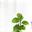 植物のアイコン